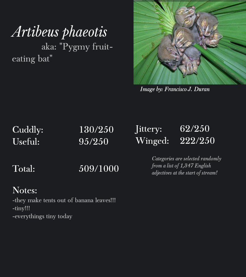 Artibeus phaeotis